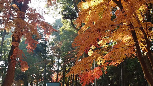 秋の画像1