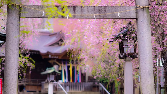 春の画像1
