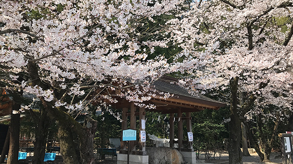 春の画像1