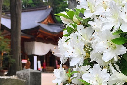 夏の画像2