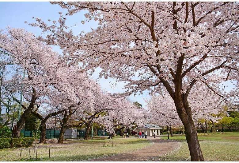 柏の宮公園