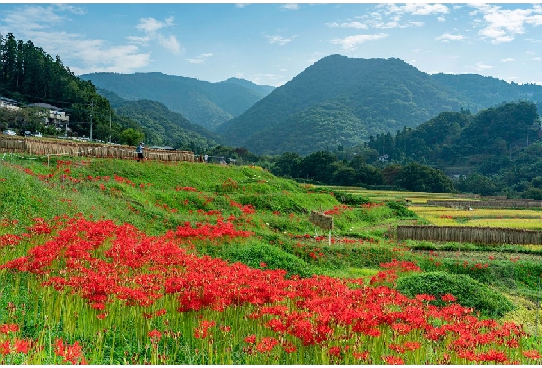 寺坂棚田