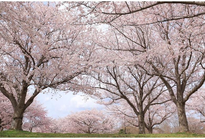 成田市さくらの山