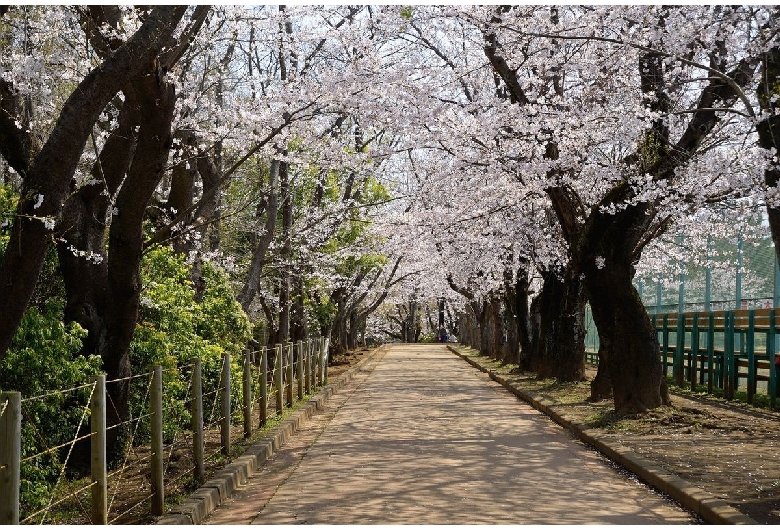 市制記念公園