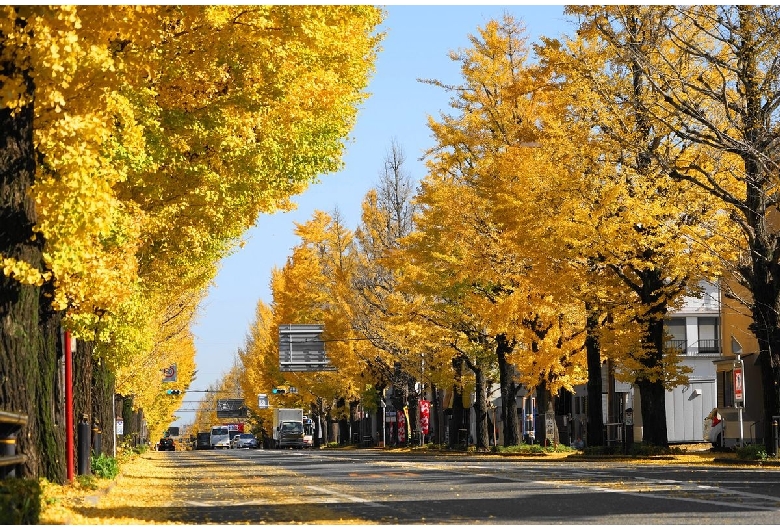 甲州街道イチョウ並木（国道20号）