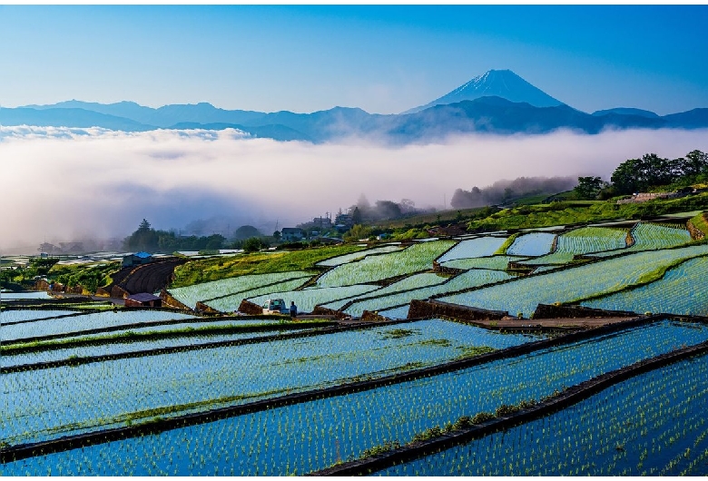 中野の棚田