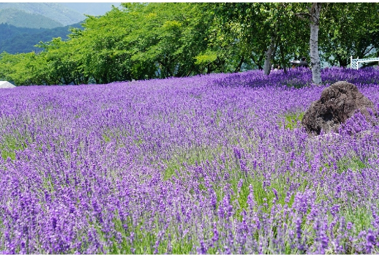 八木崎公園