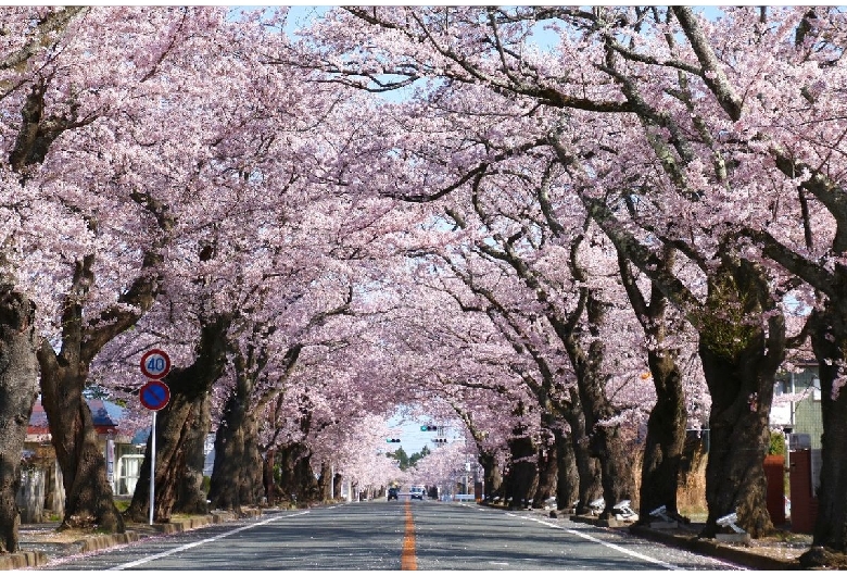夜の森桜のトンネル