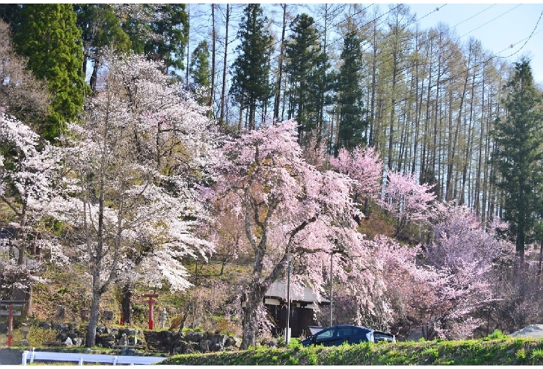 徹然桜