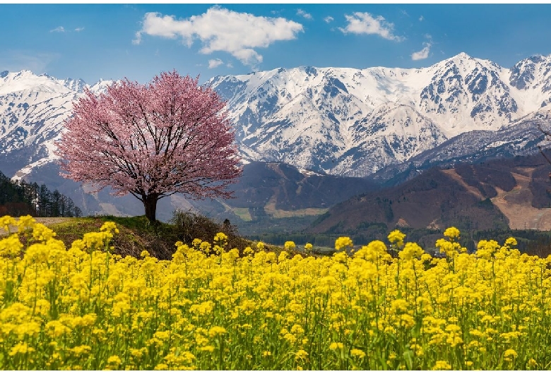 野平の桜