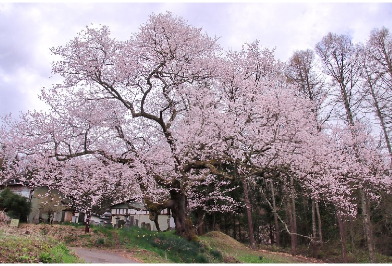 立屋の桜