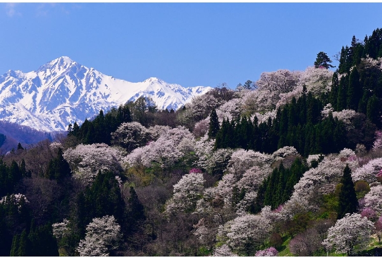 二反田の桜