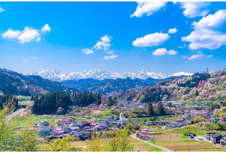 二反田の桜