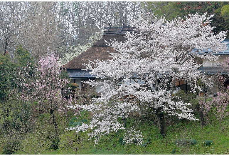 谷村家の桜