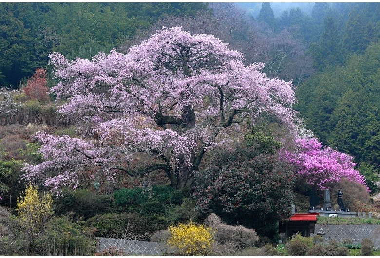 西丸尾の桜