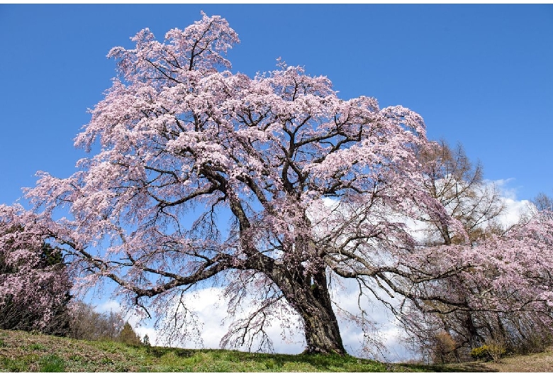 五斗蒔田桜