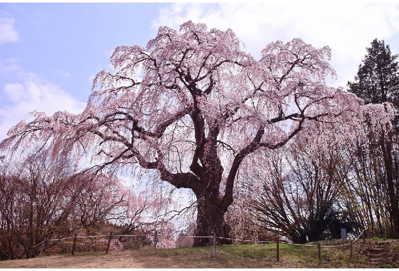 八十内かもん桜