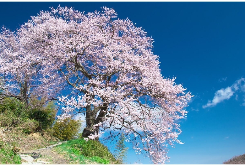 光岩寺の桜