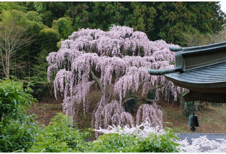 福聚寺の桜