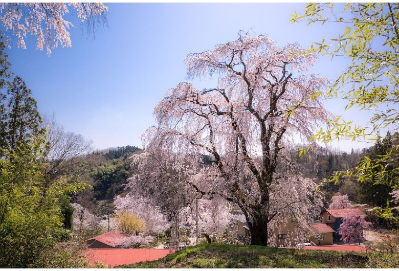 お城坂枝垂れ桜