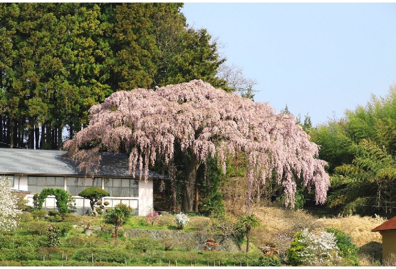 仲森の紅しだれ桜