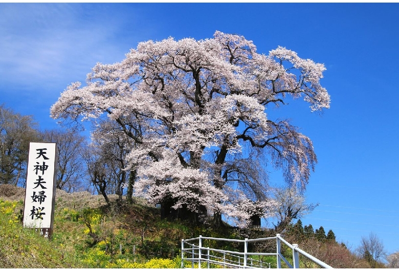 天神夫婦桜