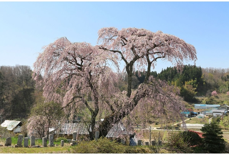 戸ノ内桜