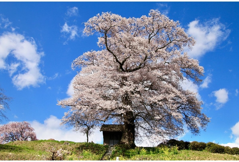 七草木の天神桜