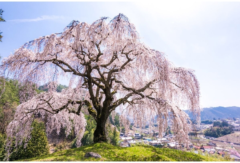 乙ヶ妻のしだれ桜