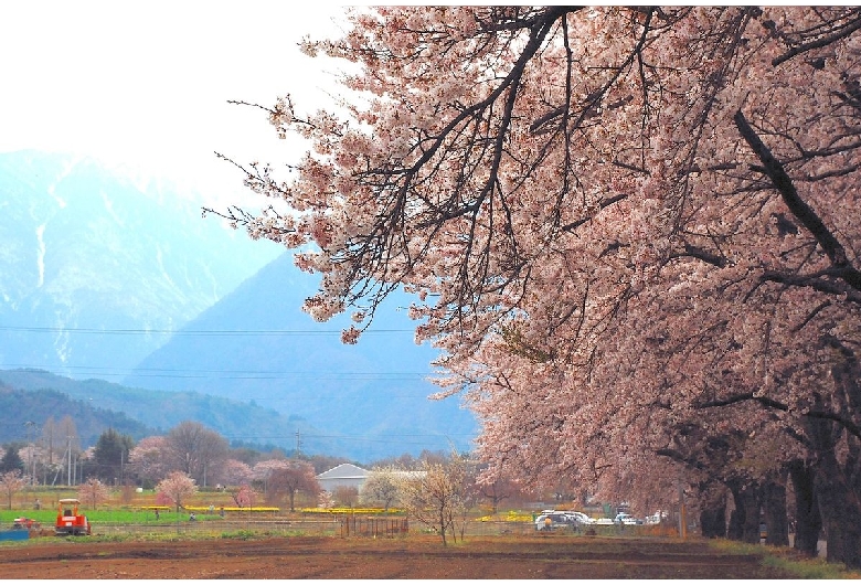 真原（眞原）桜並木