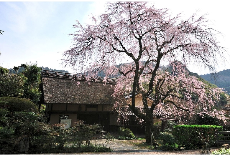 賀名生皇居跡のしだれ桜