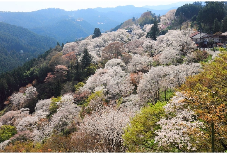 御野立ち（吉野山/下千本エリア）