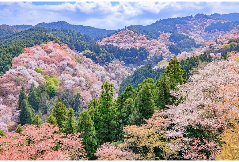 下千本展望所（吉野山/下千本エリア）