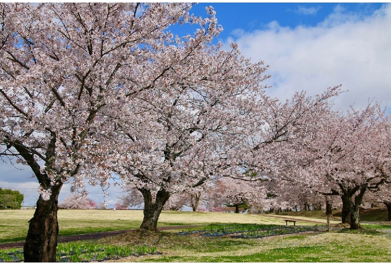 鳥見山公園