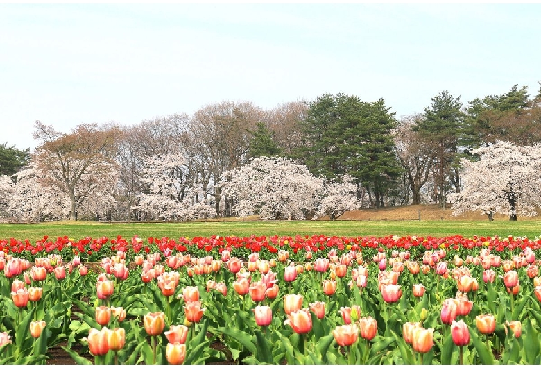 鳥見山公園