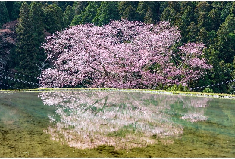 諸木野の桜