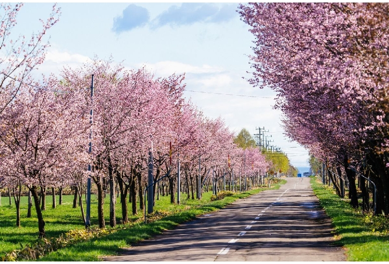 桜六花公園