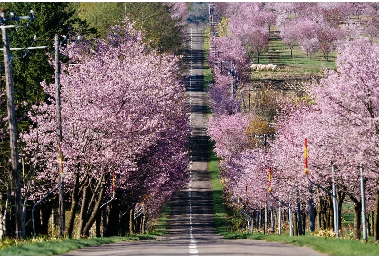 桜六花公園