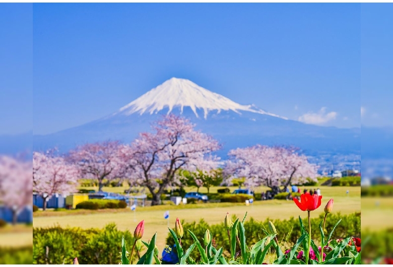 雁堤の桜（富士山）