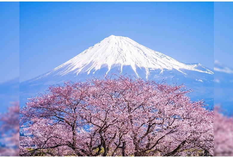 雁堤の桜（富士山）