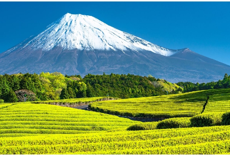 大渕笹場（富士山）