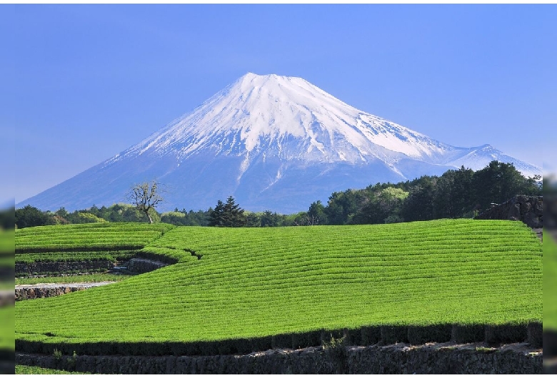 今宮の茶畑（富士山）