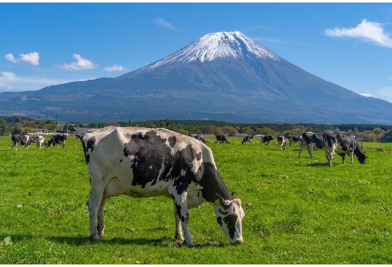 朝霧高原（富士山）