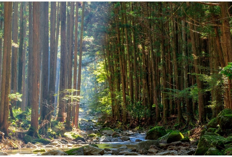 桑ノ木の滝