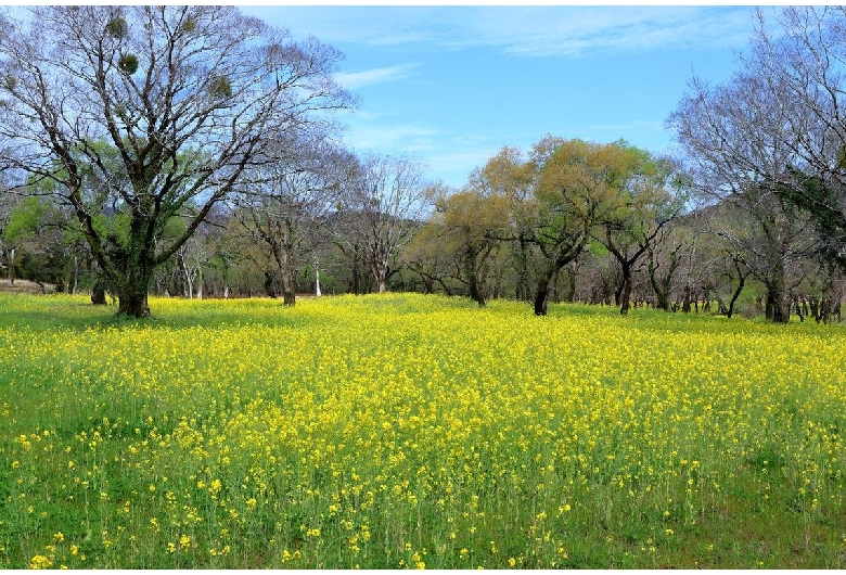 入田ヤナギ林