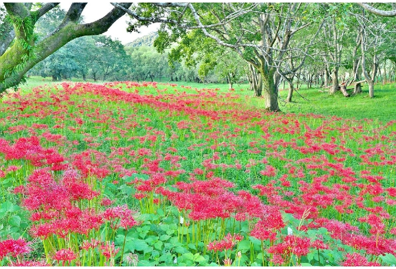 入田ヤナギ林