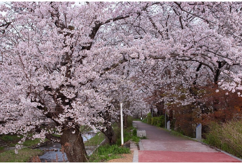 玉川堤