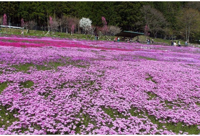 國田家の芝桜