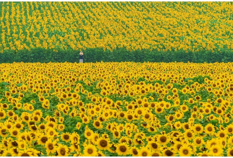 中山ひまわり団地