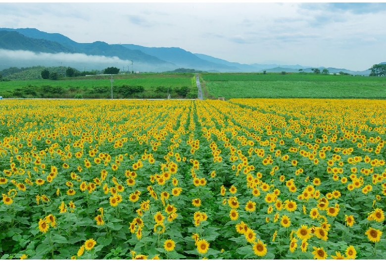 中山ひまわり団地